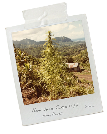 Polaroid of tropical cannabis growing outdoors