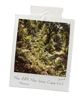 Polaroid of lush cannabis plants