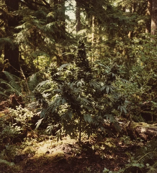 Vintage-inspired photograph of the strain landscape representing Northern Lights in the Pacific Northwest of the United States, with Afghan and Thai genetic ancestry