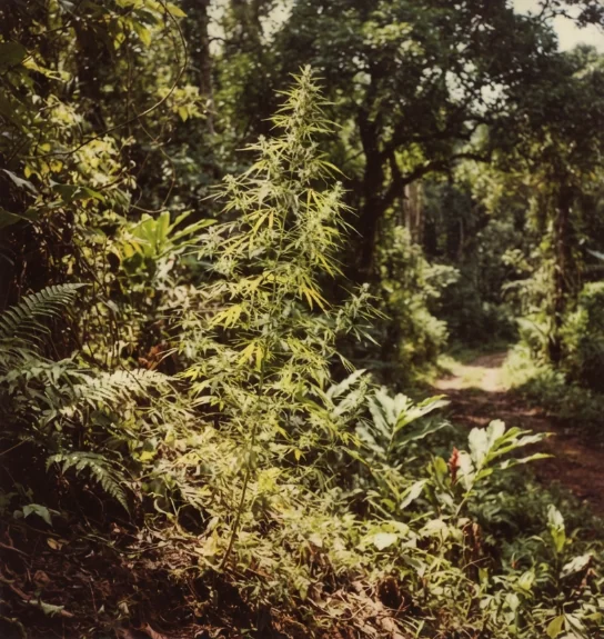 Vintage-inspired photograph of the strain landscape representing Thai in Thailand